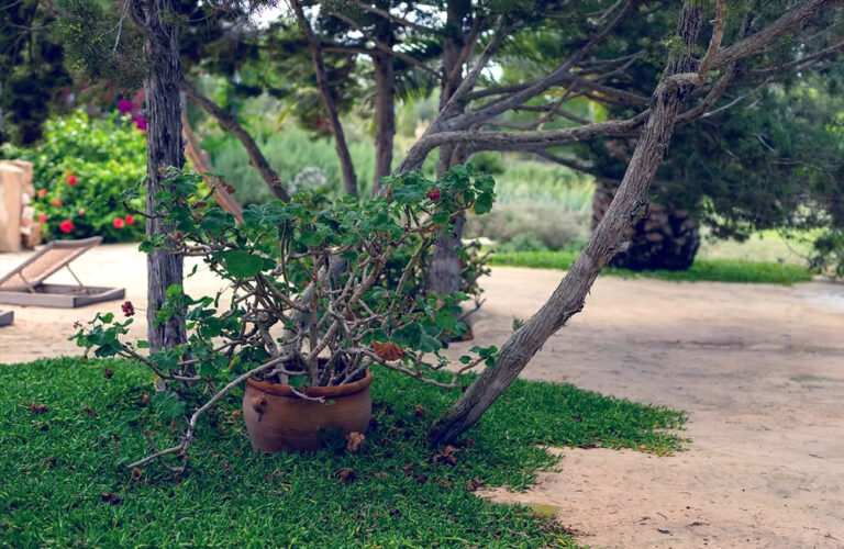 Jardines Jaramillo Formentera