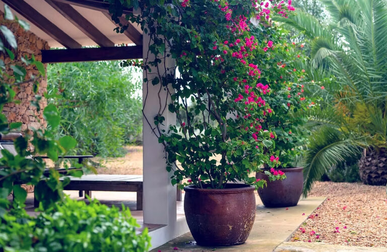 Jardines Jaramillo Formentera